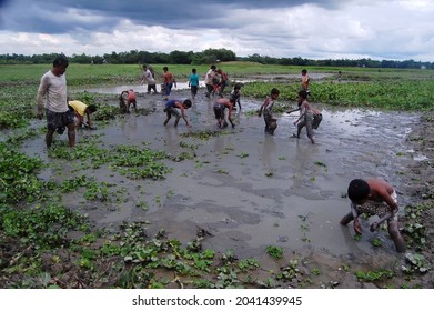 Sylhet, Bangladesh - 8 October 2015: A Beautiful View Of Fishing In Shallow Muddy Water.