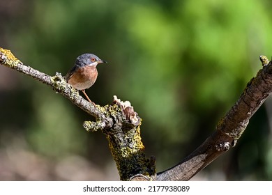 Sylvia cantillans or western subalpine warbler is a small warbler.