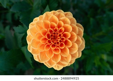 Sylvia dahlia flower. Beautiful apricot colored ball variety dahlia close up. - Powered by Shutterstock