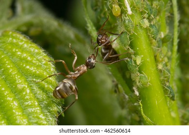 The Symbiosis Of Ants And Aphids. Ant Tending His Flock