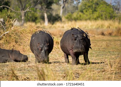 Symbiosis Between Some Hippos And Birds