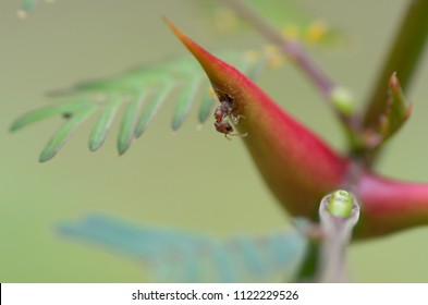 Symbiosis: bullhorn tree (swollen-thorn acacia, Vachellia cornigera) branch and resident ant. Photo taken in western Panama.