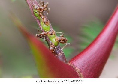 Symbiosis: bullhorn tree (swollen-thorn acacia, Vachellia cornigera) branch and resident ants. Photo taken in Panama (Central America), where these plants are known as 'cachito'.