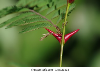 Symbiosis: bullhorn tree (swollen-thorn acacia, Vachellia cornigera) branch and resident ants. Photo taken in western Panama (Central America). These plants aren known as 'cachito' in Panama. - Shutterstock ID 178723535