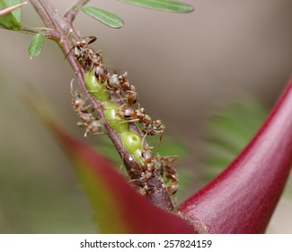 Symbiosis: bullhorn tree (swollen-thorn acacia, Vachellia cornigera) branch and resident ants. Photo taken in western Panama (Central America). These plants are known as 'cachito' in Panama. - Shutterstock ID 257824159