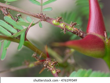 Symbiosis: bullhorn tree (swollen-thorn acacia, Vachellia cornigera) branch and resident ants. Photo taken in western Panama (Central America). These plants are known as 'cachito' in Panama. - Shutterstock ID 476199349