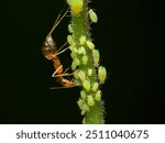 Symbiosis mutualism between yellow ant and yellow aphids