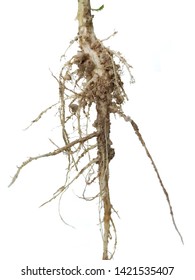 Symbiotic Bacteria Form A Nodule In Root Pea. .