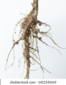 Symbiotic Bacteria Form A Nodule In Root Pea. .