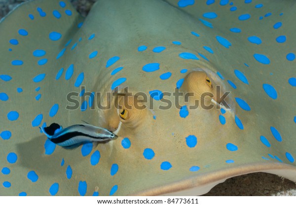 Symbiotic\
cleaner wrasse cleaning blue spotted\
stingray.