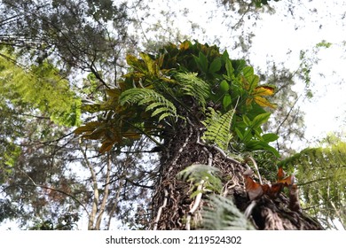 symbiotic plants in the forest