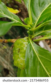 Symbiotic Relationship Of The Ant And The Fruit.