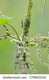 The Symbiotic Relationship Of Ants And Aphids. High Quality Photo