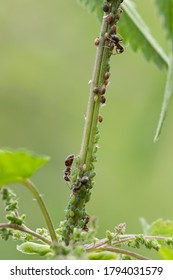 The Symbiotic Relationship Of Ants And Aphids. High Quality Photo