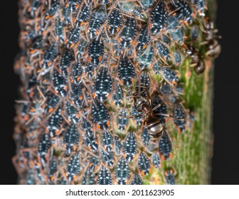 Symbiotic Relationship Between Ant And Aphid With Aphid Feeding The Ant Honeydew 