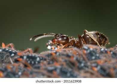 Symbiotic Relationship Between Ant And Aphid With Aphid Feeding The Ant Honeydew 