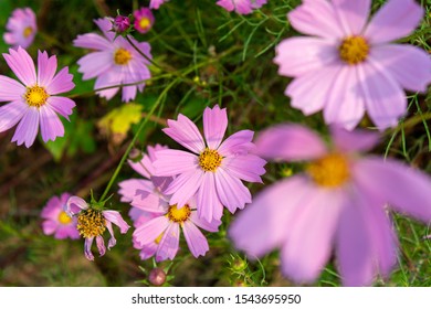 Blumenwiese Biene Images Stock Photos Vectors Shutterstock