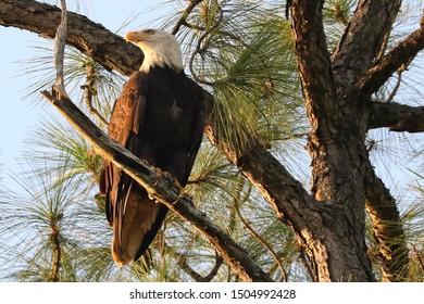 Symbol Freedom Bald Eagle Stock Photo 1504992428 Shutterstock   Symbol Freedom Bald Eagle 260nw 1504992428 