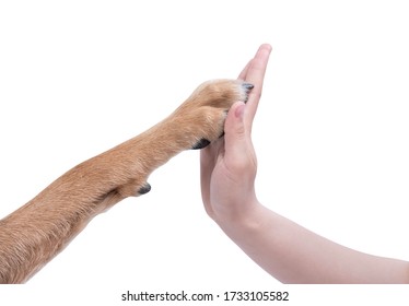 Symbol Friendship Relations Between Man Dog Stock Photo (Edit Now