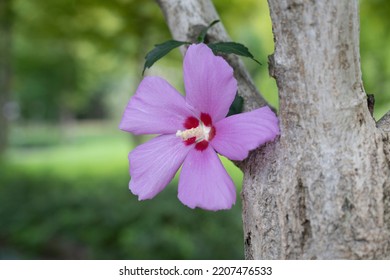 The Symbol Of Korea, The Purple Mugunghwa Flower.