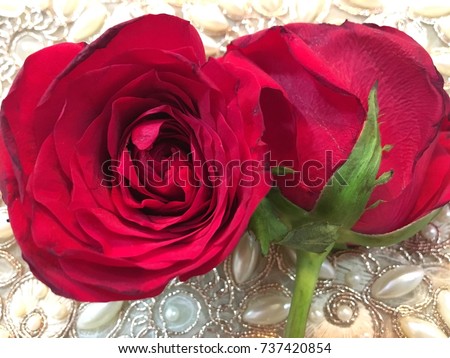 Roses Images The Rose Of Love Hd Wallpaper And Background Photos