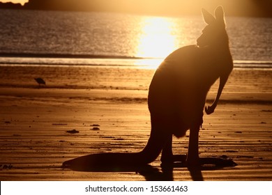 symbol s of Australia the beach and kangaroo a rare sight together and in silhouette 