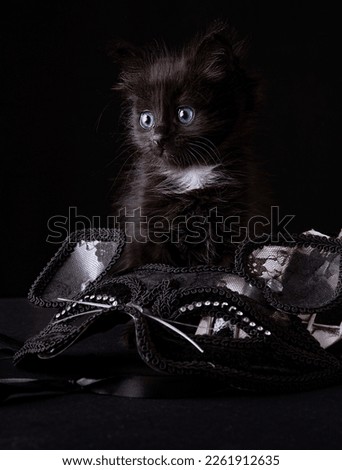 The symbol of the Venetian carnival is a plaid mask like a harlequin. Masquerade carnival in italy. Little black kitten and carnival mask. High quality photo . Copy space