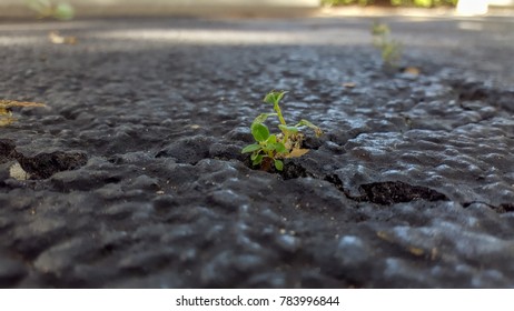 Symbolic Green Plant Life Breaking Through Concrete Death