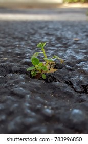 Symbolic Green Plant Life Breaking Through Concrete Death