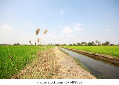 Symmetric image of water canal through the paddy field 