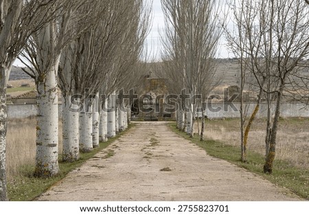 Symmetric path lined with white birch trees leading to a traditional cemetery stone entrance gate