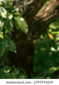 A symmetrical circular spiderweb with thin silk threads hangs among the green tree leaves and branches inside the tropical public park area. The wild spider net trap remains invisible amid dense forest vegetation for commercial wildlife education and nature biology themes.