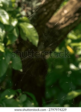 A symmetrical circular spiderweb with thin silk threads hangs among the green tree leaves and branches inside the tropical public park area. The wild spider net trap remains invisible amid dense forest vegetation for commercial wildlife education and nature biology themes.