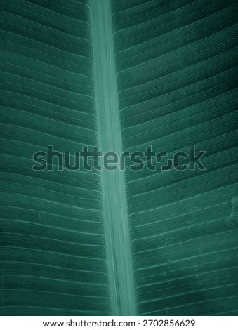 Symmetrical composition of a richly colored, dark green leaf, with the bright central vein cleanly dividing the parallel, repeating texture. Minimalist and structured.