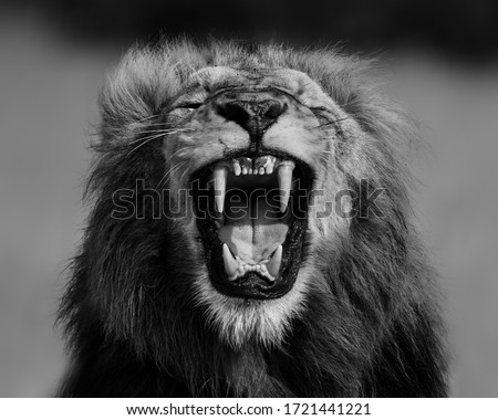 A symmetrical image of a male Lion roaring, showing his canines.