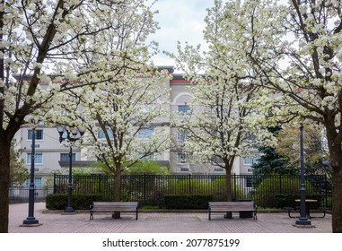 Symmetrical image of a public park with park benches and four pear trees showing their spring blossoms during an overcast day in New York State. 