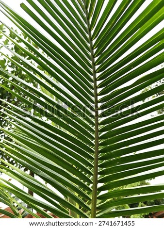 Symmetrical palm frond with parallel leaflets in tropical setting