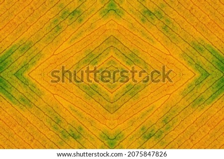 A symmetrical pattern formed by pattern of surface of yellow-green ficus leaf texture . The image with the mirror effect. Amazing seamless pattern of veins of fallen leaf.