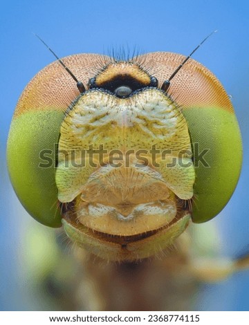 Symmetrical portrait of a dragonfly with green and orange eyes covered in dew, blue background (Common Darter, Sympetrum striolatum)