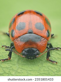 Symmetrical portrait of a red leaf beetle with black dots standing on a green leaf (Gonioctena viminalis)