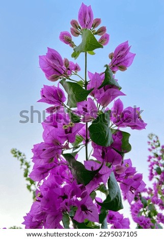 Symmetrical Purple Flowers with Green Leaves