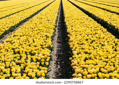 Symmetrical rows of yellow tulips converge towards the center of the horizon, selective focus. Flower fields in the Netherlands. Dutch tourist attractions. - Shutterstock ID 2290758867