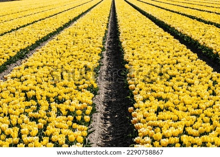 Symmetrical rows of yellow tulips converge towards the center of the horizon, selective focus. Flower fields in the Netherlands. Dutch tourist attractions.