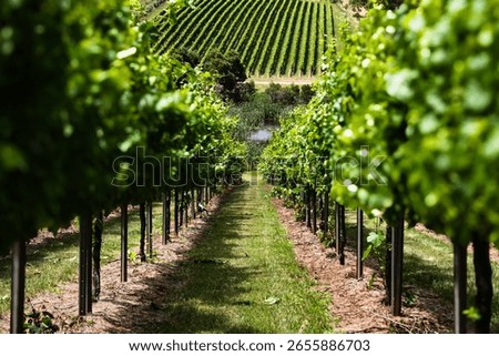 Symmetrical view down row between grapevines leading to distant hill of vineyards, lush green wine country landscape.