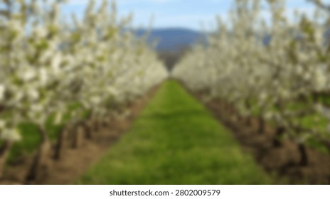 A symmetrical view down the rows of a blooming apple orchard, showcasing white blossoms and green grass leading to distant hills under a clear sky.