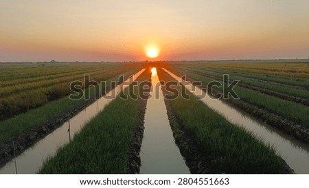Symmetrical view of a water irrigation canal in green rice fields reflecting a vibrant golden sunset. Dramatic rural landscape with strong leading lines.