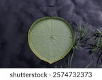 The Symmetry of a Lilypad 