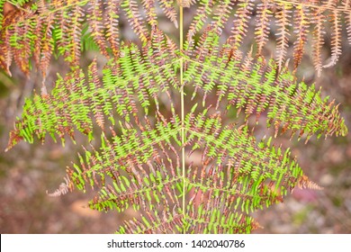 Symmetry In Nature, Leaf Of Fern Against Blurred Forest Ground.