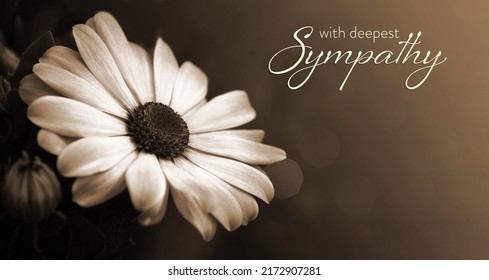 Sympathy Card With African Daisy In Sepia Tones