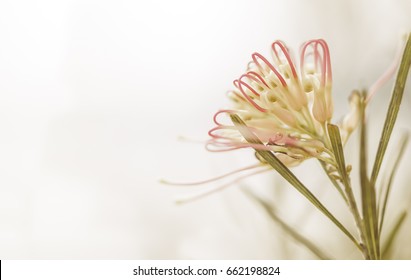 Sympathy card background with Australian grevillea flower in soft pastel colors and copy-space for sorrow, funeral, remembrance, greeting, departure, loss, or sad message
